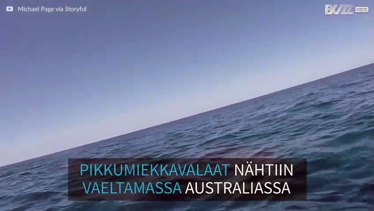 Pikkumiekkavalasparvi bongattiin Australian vesissä