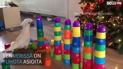 Harley on kapinallinen kakadu, joka rakastaa tuhoamista!