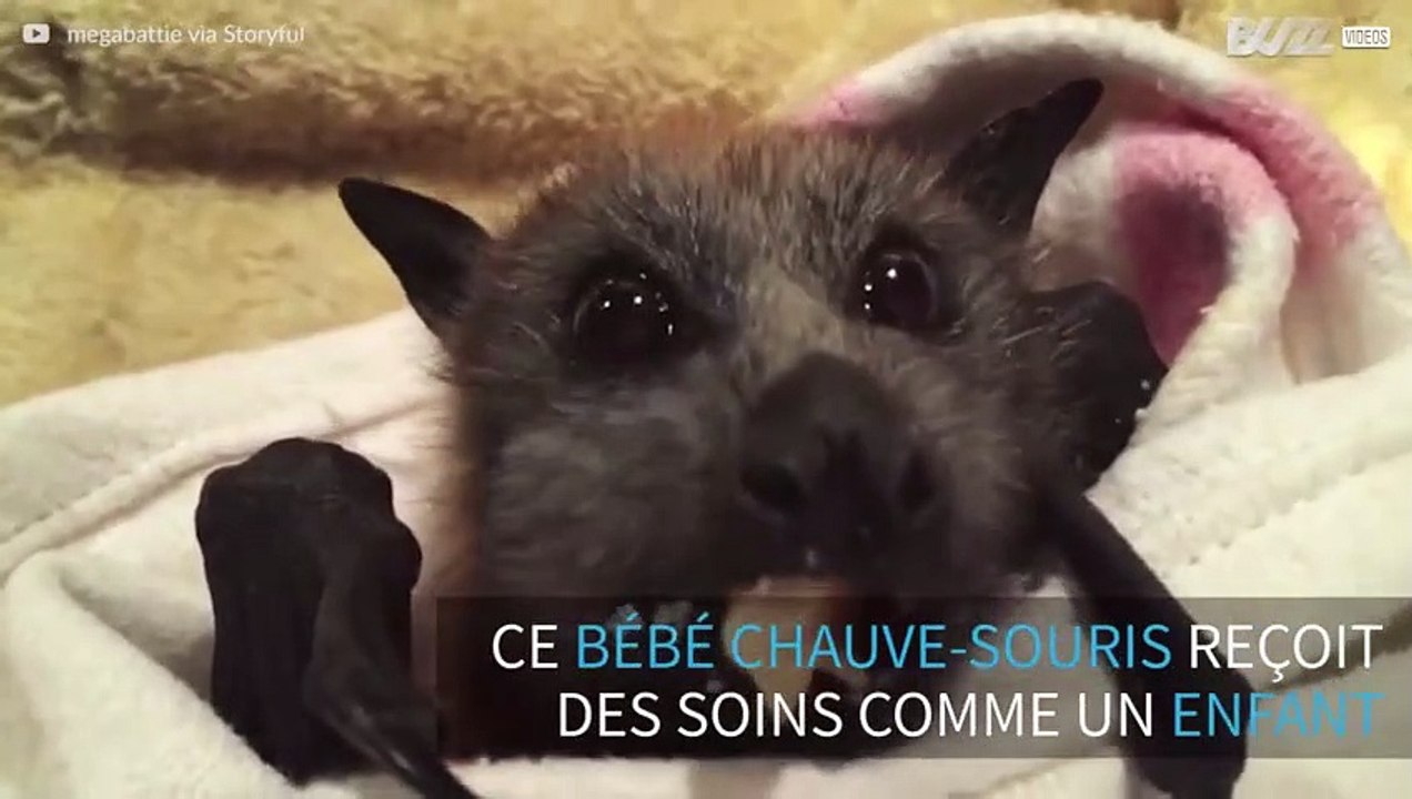 Un bébé chauve-souris adorable mange son fruit