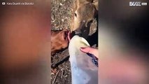 Ce chien et ce cerf élevés ensemble partagent le même biberon