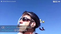 Un cycliste crée un casque amusant pour éviter les attaques d'oiseaux agressifs