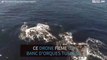 Un banc d'orques tueuses au large des côtes californiennes