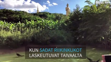 Mikä näky! Sadat riikinkukot lentävät alas rinnettä kiinalaisen temppelin puutarhaan