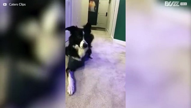 Ce chien à trois pattes rapporte sa quatrième patte