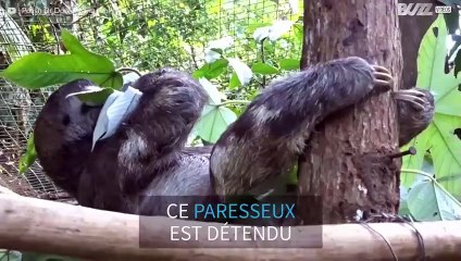Un paresseux mange en suspension