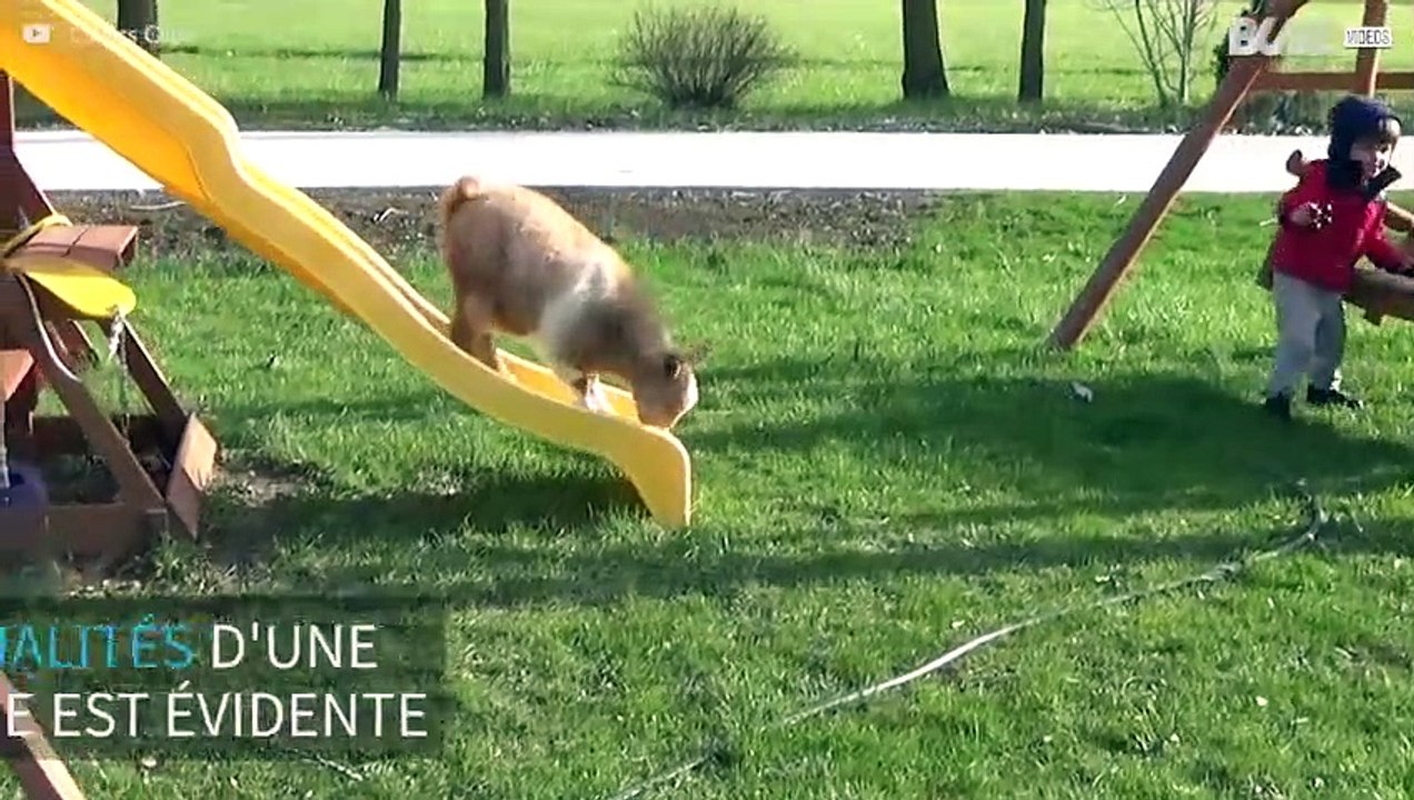 Les meilleures cascades... de chèvres!