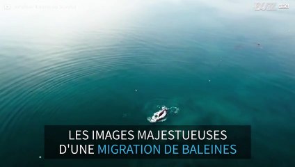 Un drone filme une majestueuse migration de baleines