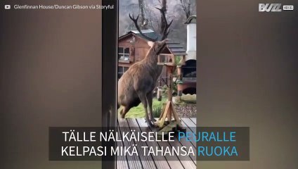 Onko röyhkeämpää nähty? Peura vohki lintujen ruoat ruokintapaikalta