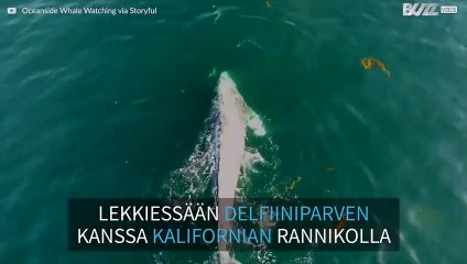 Valas ja delfiinit leikkivät yhdessä muuttovaelluksellaan