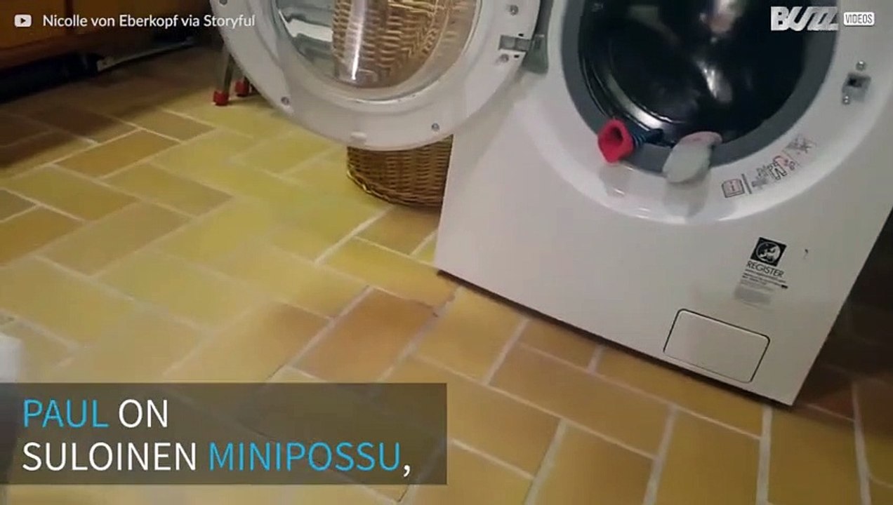 Kaikkien aikojen suloisin kotityöapuri: minipossu!
