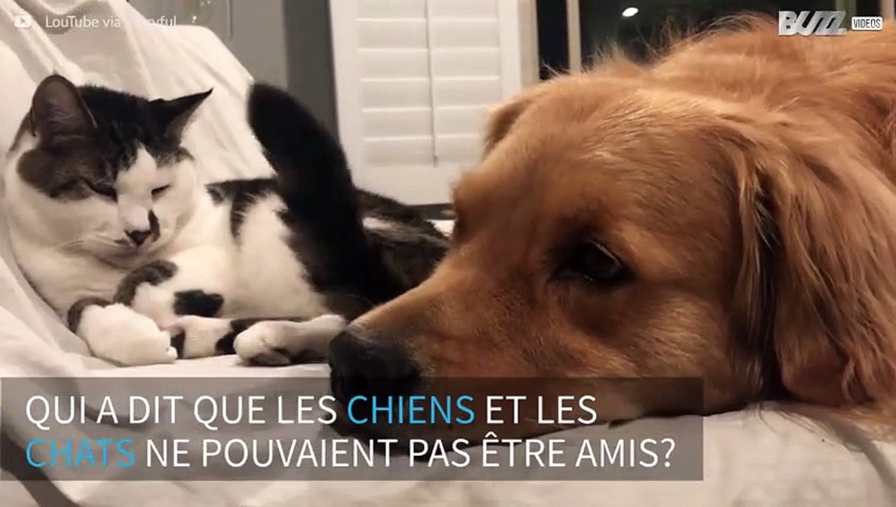 Un chien et un chat sont meilleurs amis