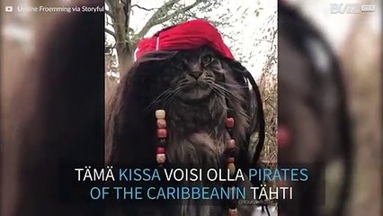 Tämä kissa voisi olla Pirates of the Caribbeanin tähti!