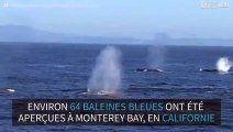 Rare : un grand nombre de baleines bleues aperçues en Californie