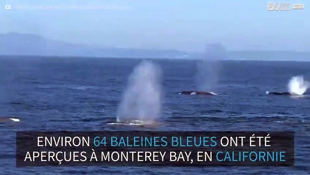Rare : un grand nombre de baleines bleues aperçues en Californie