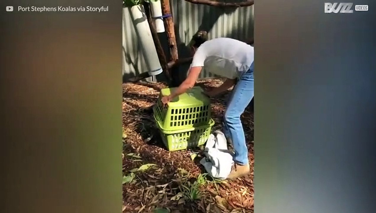 Pelastettu koalanpoikanen toipuu huimaa vauhtia Australiassa!