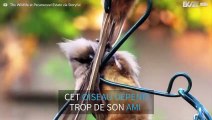 Cet oiseau refuse d'être abandonné sur son perchoir!
