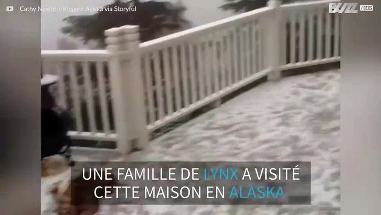 Une famille de lynx joue s'invite dans un jardin en Alaska