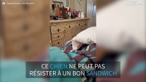 Ce chien a une façon subtile de réclamer sa nourriture