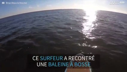 Une rencontre inattendue avec une baleine à bosse dans le New Jersey