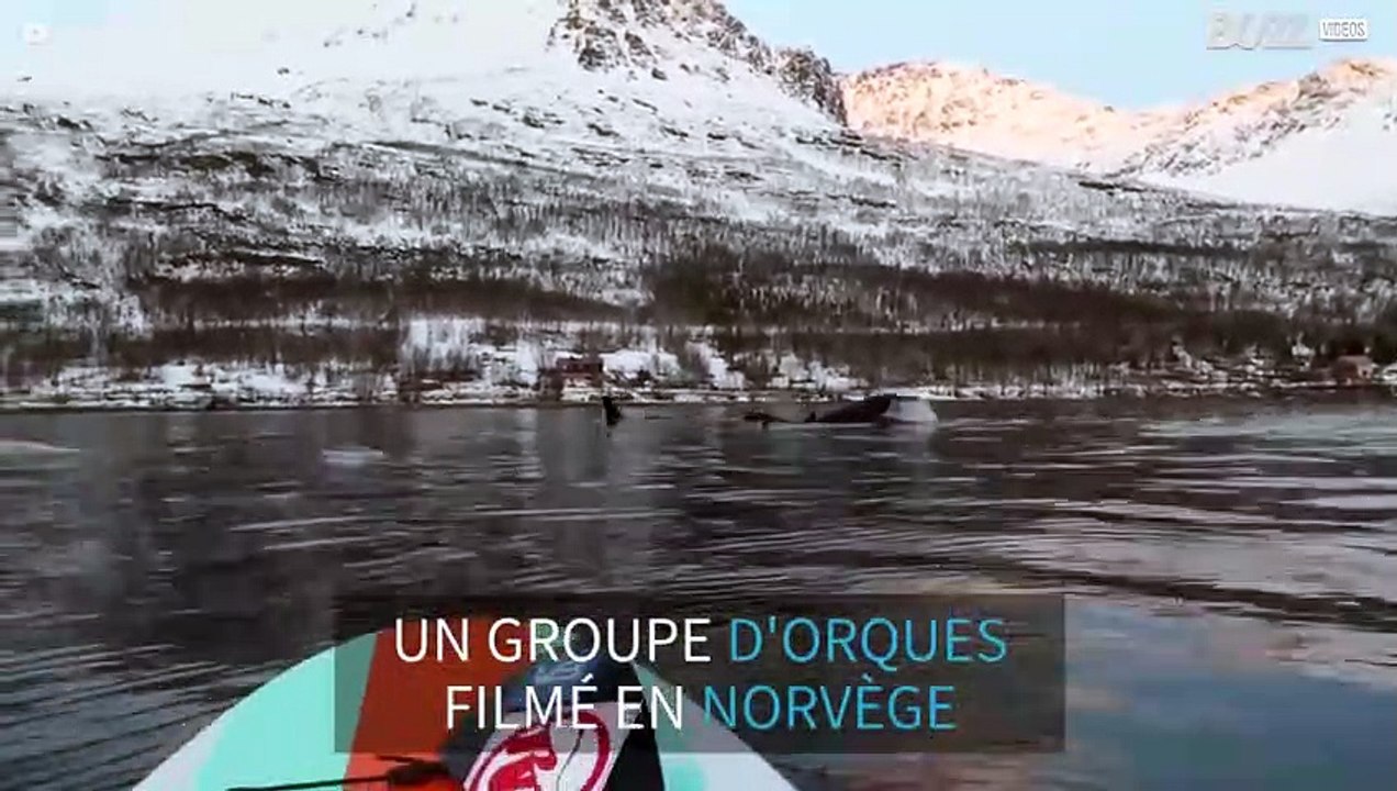 Des adeptes de stand up paddle se retrouvent face à des orques en Norvège