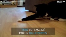 Chat VS Mille-pattes: qui gagnera?