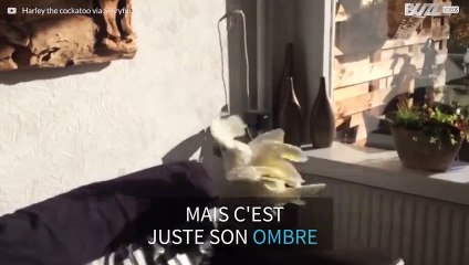 Un cacatoès a peur de son ombre