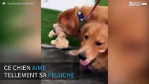 Ce Golden Retriever refuse de lâcher sa peluche!