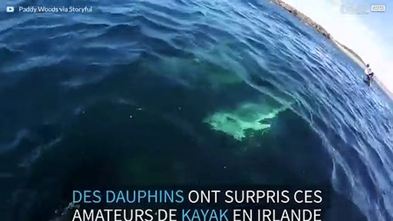 Des dauphins nagent aux côtés de kayaks irlandais