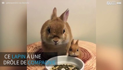 Un lapin prend son repas à côté de son "mini-moi"!