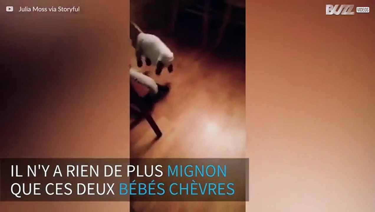 Quand deux bébés chèvres sont meilleurs amis