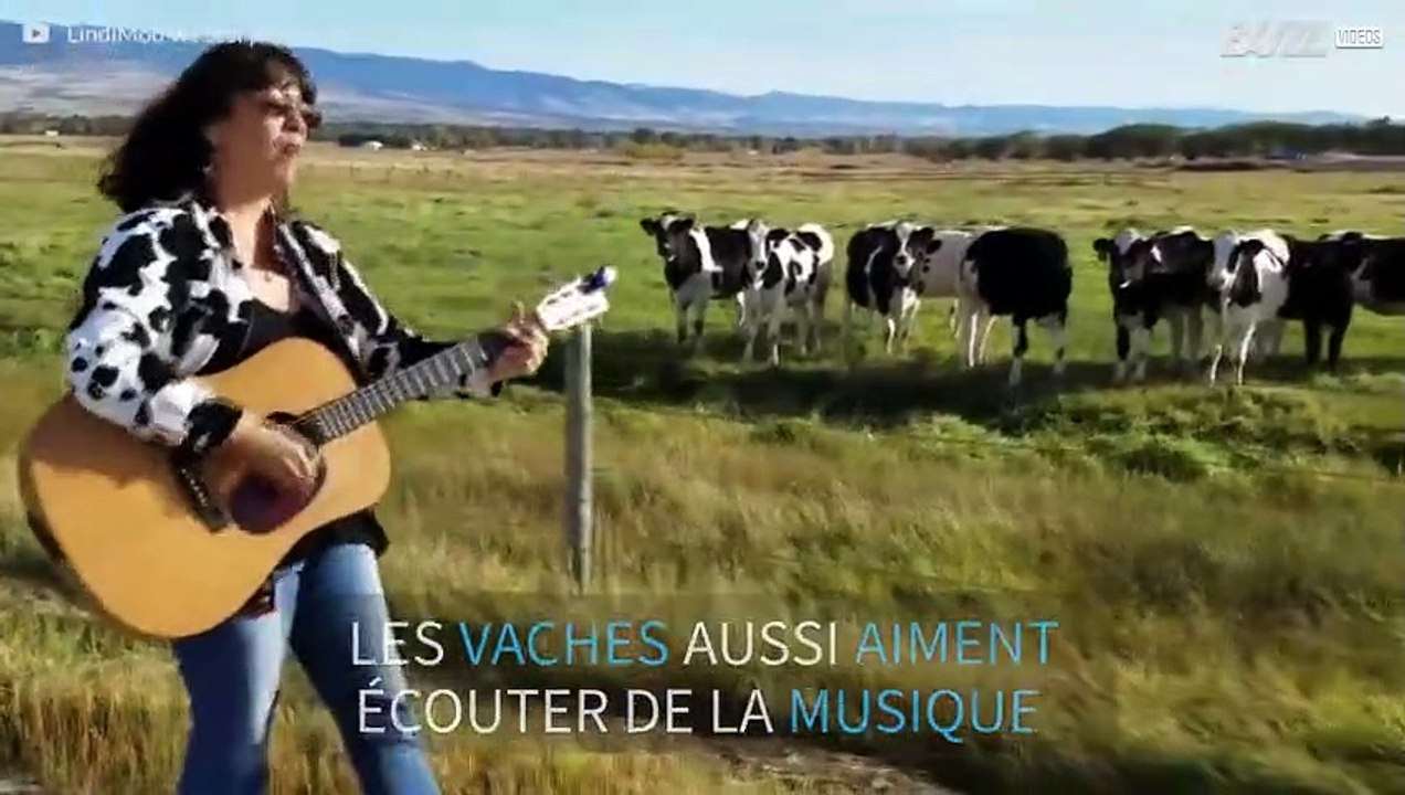 Un troupeau de vaches mélomanes