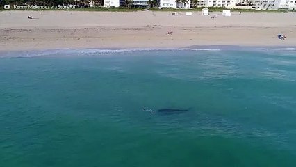 Un requin tigre nage parmi les baigneurs à Miami