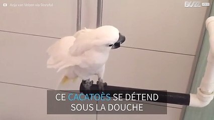 Ce cacatoès prend sa douche comme un grand!