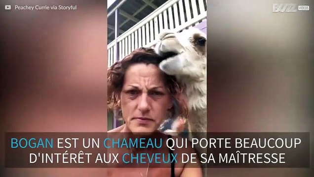 Ce chameau semble adorer les cheveux de sa maîtresse