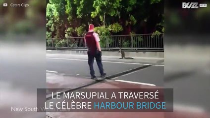 Un wallaby interrompt le trafic sur Harbour Bridge à Sydney