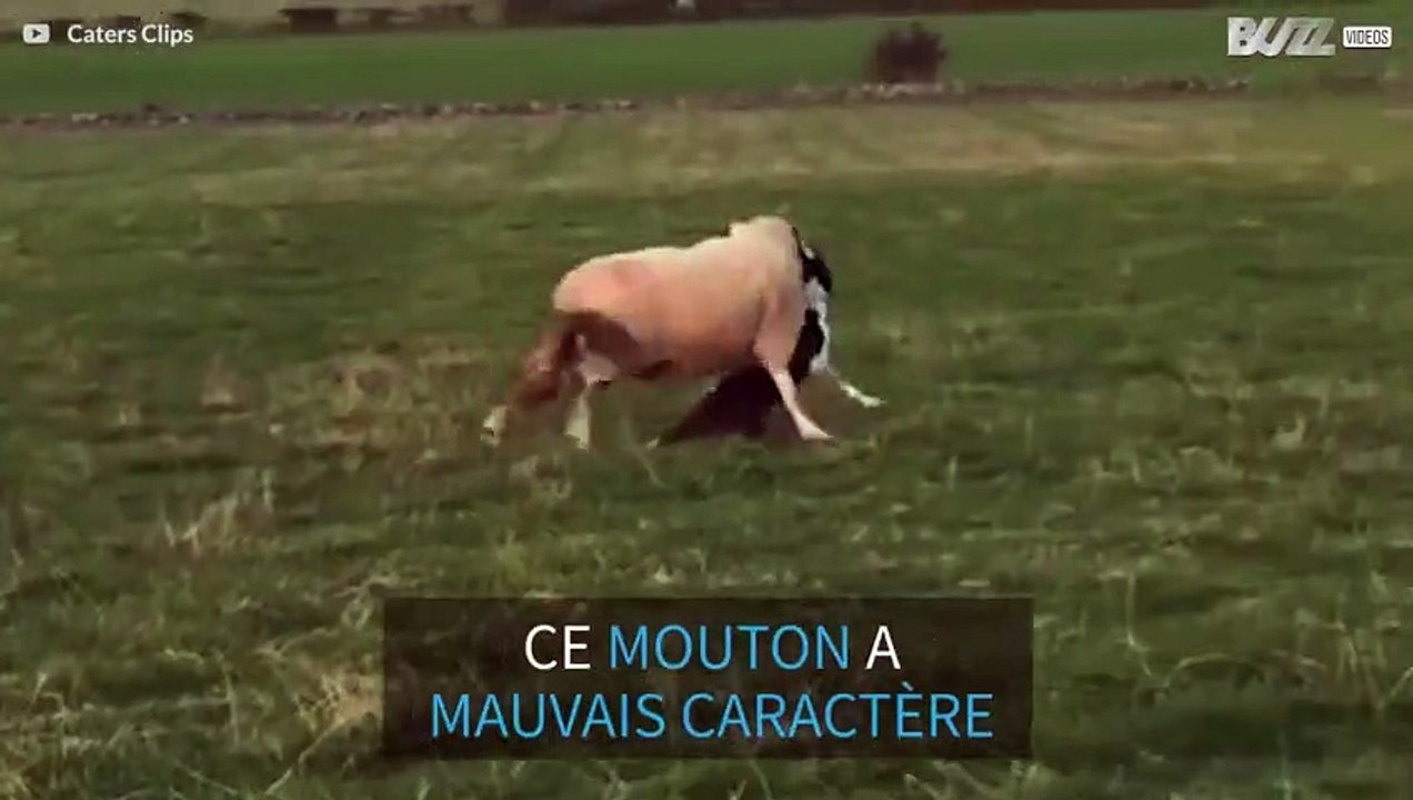 Un mouton énervé se bat avec un berger allemand