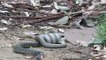 Australie: combat entre des serpents extrêmement venimeux
