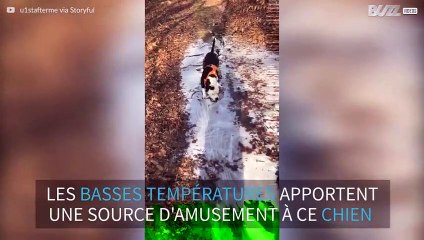 Briser la glace rend ce chien fou