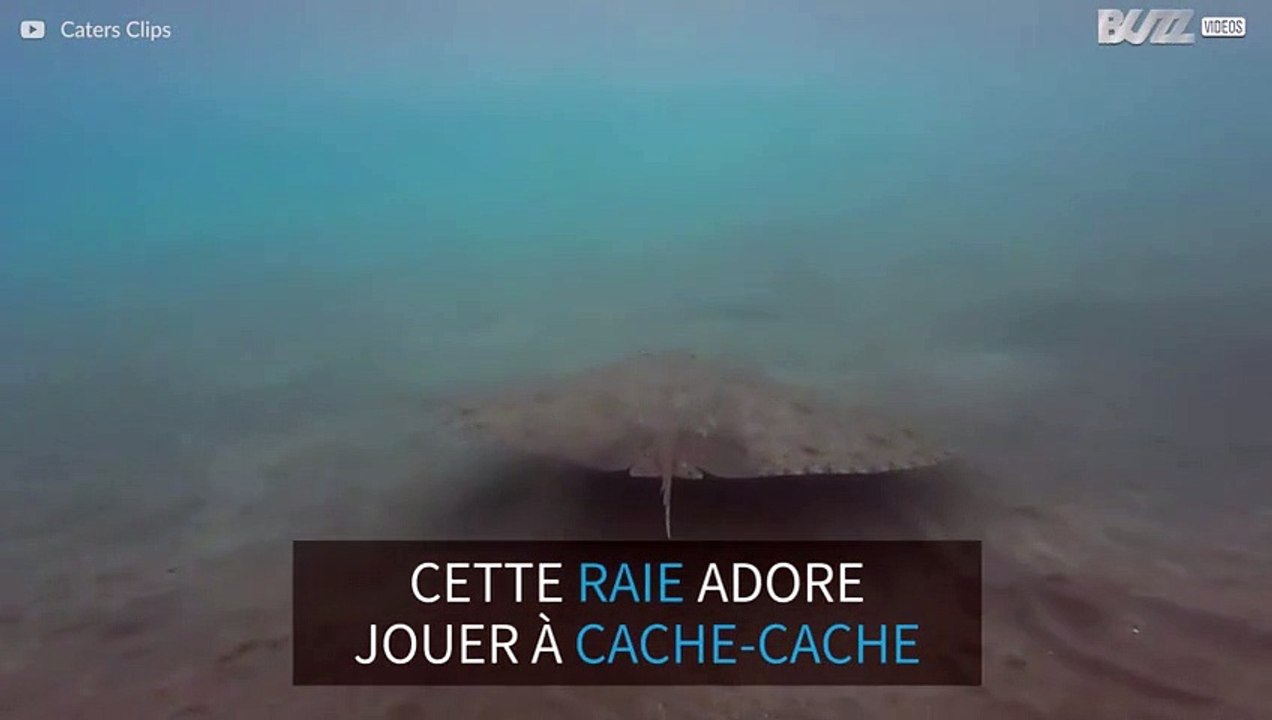 Une raie adore jouer à cache-cache