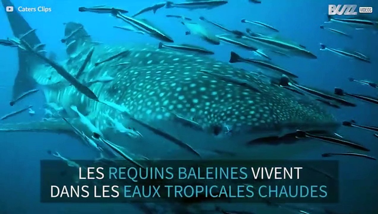 Le requin baleine, le géant des mers inoffensif