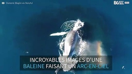 Une baleine crache un arc-en-ciel par son évent