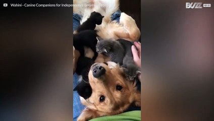 Ce golden retriever est "attaqué" par une portée d'adorables chatons