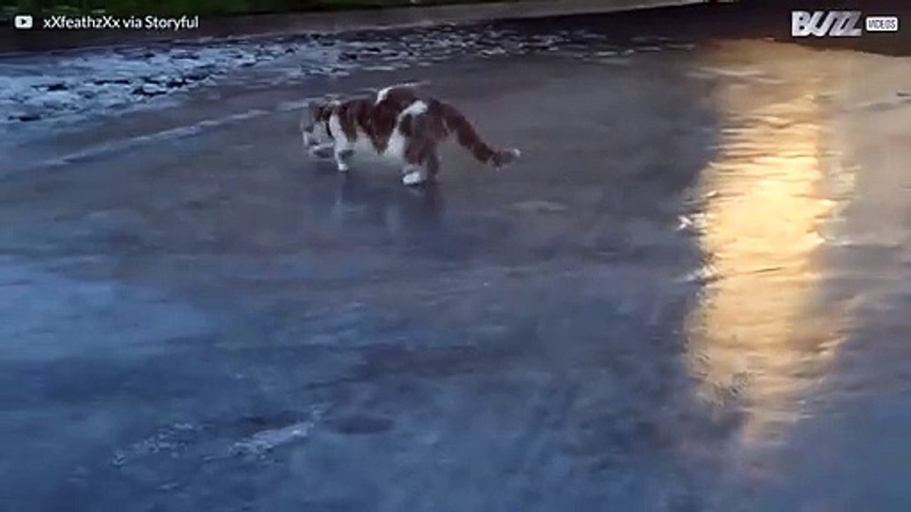 Ce chat marche sur la glace pour la toute première fois