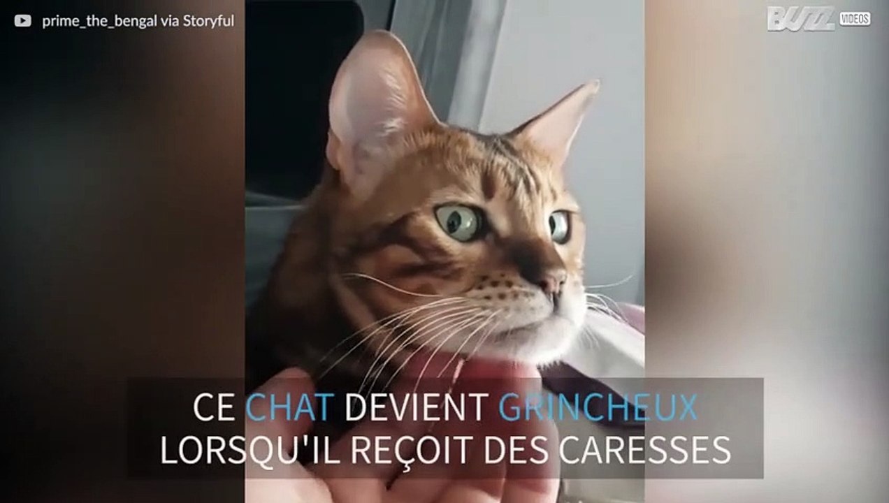 Ce chat n'aime visiblement pas les caresses