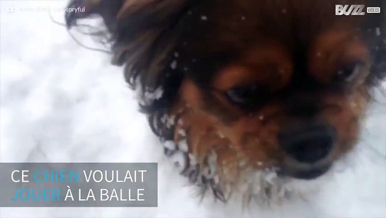 Un maître trompe son chien en jouant à la balle avec des boules de neige