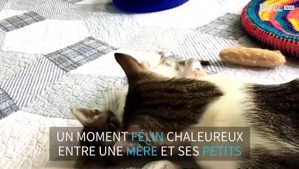 Cette maman chat toilette ses petits