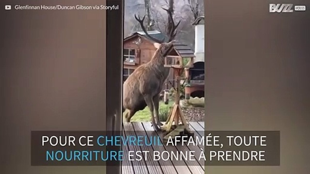 Ce coquin chevreuil vole des graines pour oiseaux