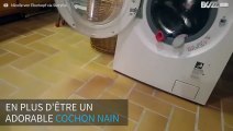 Ce cochon nain s'occupe du linge!