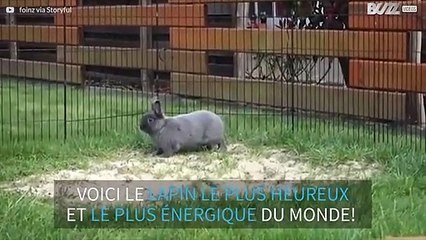 Le lapin le plus énergique du monde!