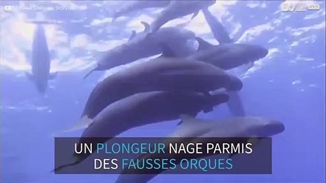 Un plongeur nage parmi un groupe de fausses orques